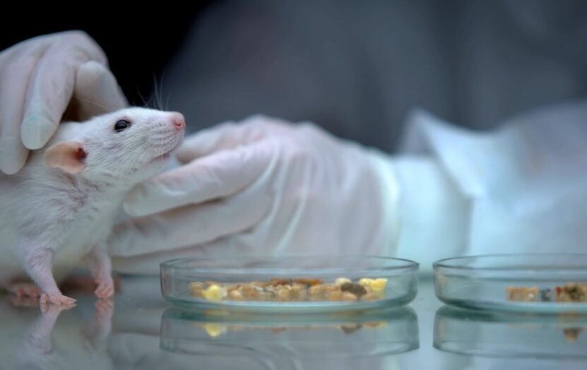 Animal Models in Biomedical Research